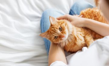 Everything You Need To Know About International Cat Day