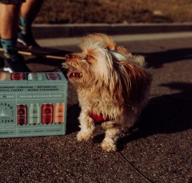 5 Best Wayfair's Top-Rated Products for Spoiled Fur Babies