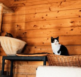 Essential Furniture At Litter Robots That Every Cats Owner Should Have