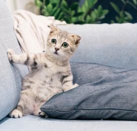 Must Have Cat Essentials for Happy Cats At Litter Robot